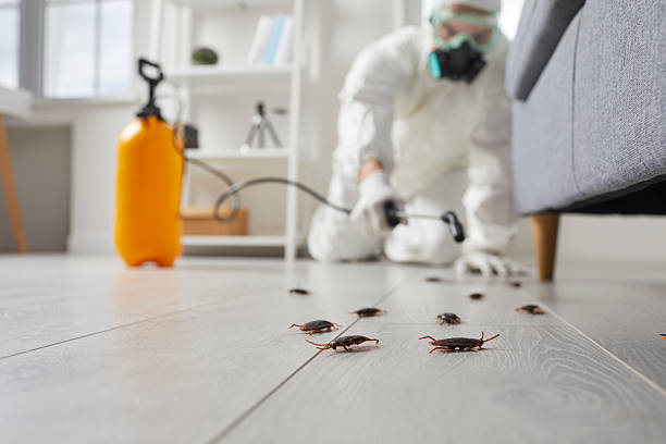 Commercial Rodent Management in Woodbury